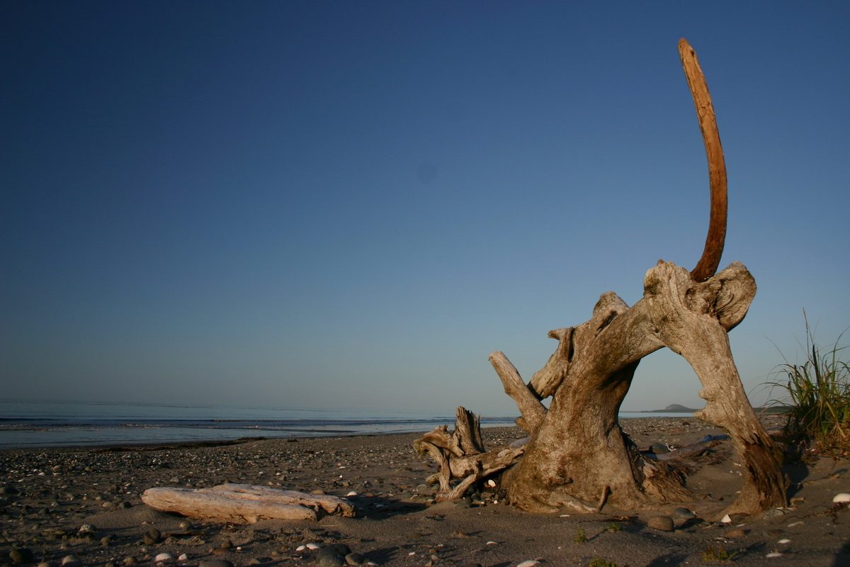 Golden evening light on a Haida Gwaii beach with weathered driftwood